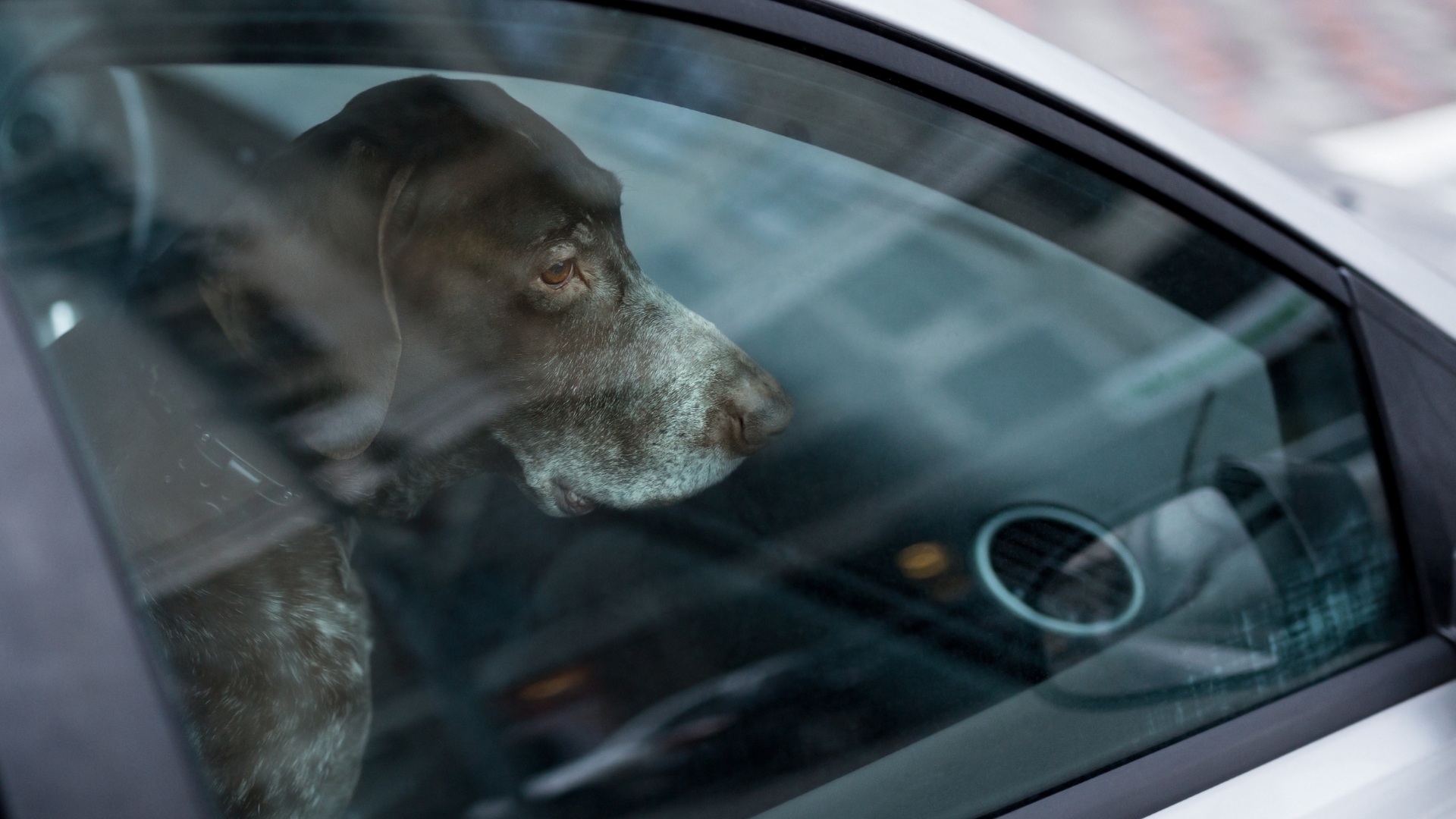 A dog looking out of a window in a locked car.
